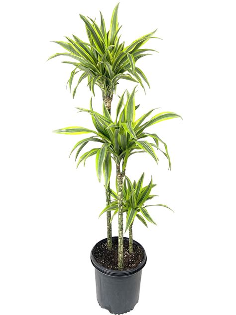 Buy Dracaena Lemon Lime Cane - Dragon Tree - 3 Staggered Canes - Live ...