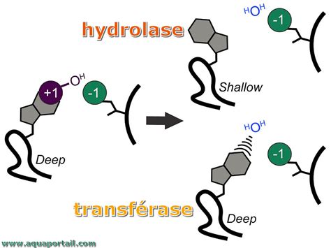 Hydrolase : définition et explications