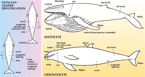 Morphology of Cetaceans | Marine education | Alaska Sea Grant