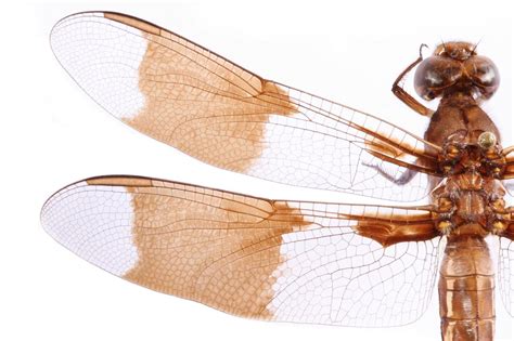 Insect wings inspire new ways to fight superbugs