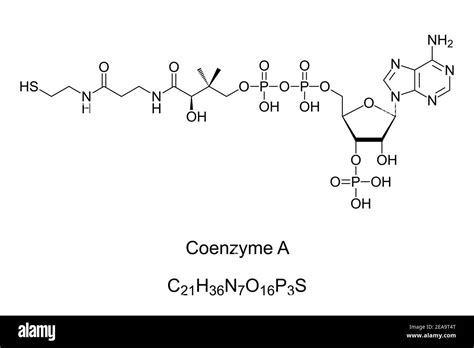 Coenzyme A, formule chimique et structure squelettique. Coenzyme ...