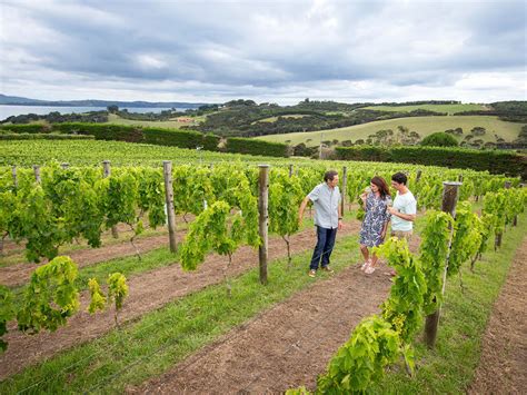 Matakana Wine and Food Tour - Matakana Tours Reservations