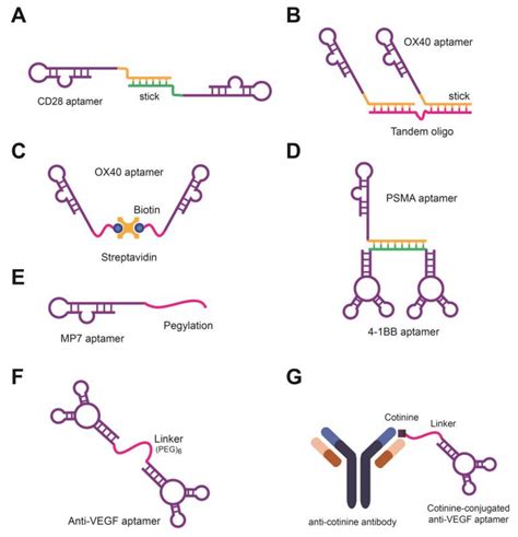 Molecules | Free Full-Text | Applications of Cancer Cell-Specific ...