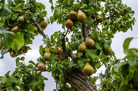 Pear tree Wallpapers Images Photos Pictures Backgrounds