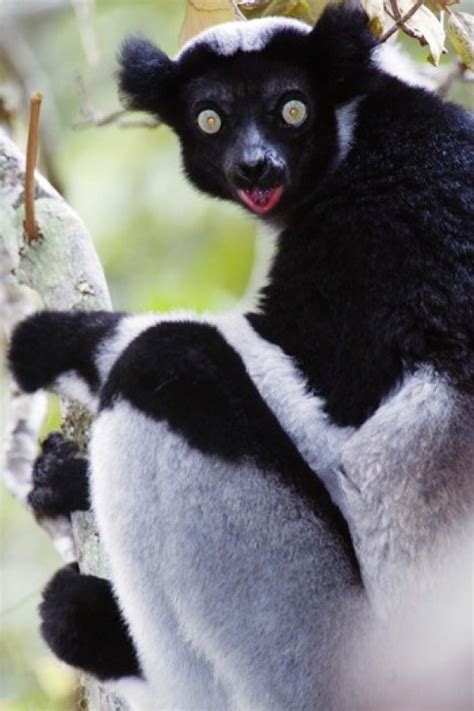 Close-up of an Indri lemur (Indri indri) Andasibe-Mantadia National ...