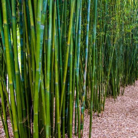 COOL NEW 2021 !! DIY Guide On How To Plant Clumping Bamboo - Bamboo ...