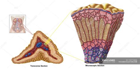 Adrenal Gland Limb Anatomy