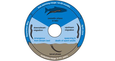 Sea Lamprey - Lake Scientist