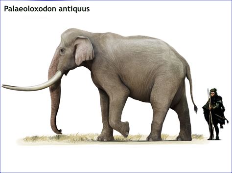 Palaeoloxodon antiquus by cisiopurple on DeviantArt