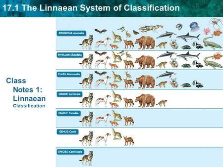 Linnaeus Developed His Classification System for Organisms According to