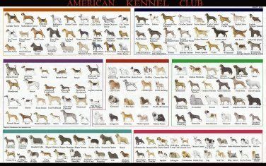 American Kennel Dog Breeds Club Chart 18"x28" (45cm/70cm) Canvas Print