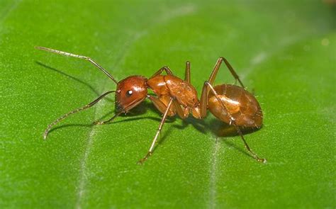 Comprehensive Guide To Ant Identification & Ant Control