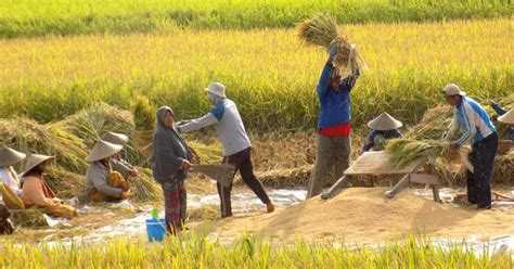 Mesin Pemotong Padi | Harga Alat Panen Padi Terbaru | Ramesia.com