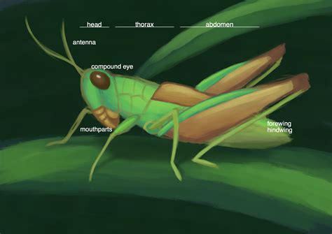 Grasshopper external anatomy (illustration by Cindy Trieu )