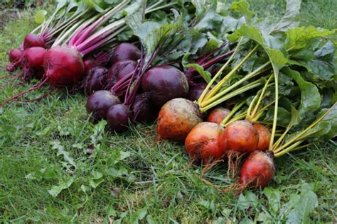 Yellow Beets: How To Cultivation & Care In The Garden