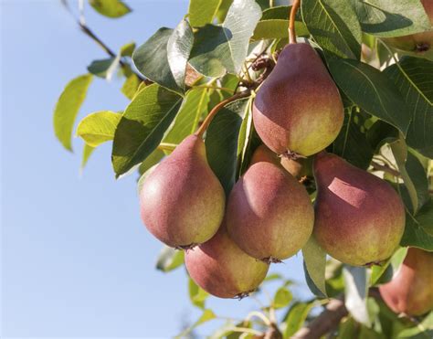 Pear tree Wallpapers Images Photos Pictures Backgrounds