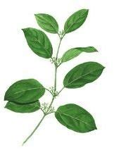 Gymnema Sylvestre Side Effects and Benefits