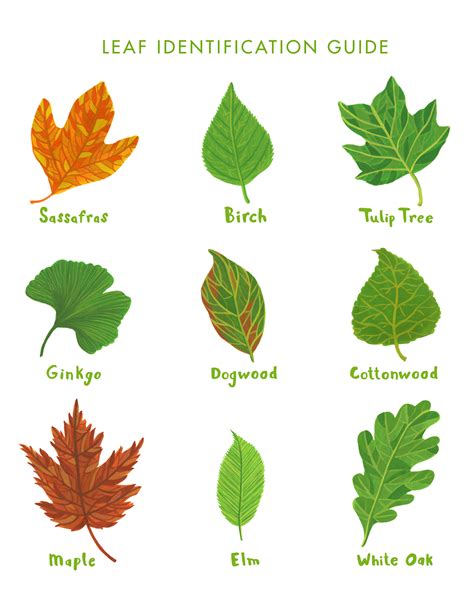 Printable Leaf Identification Chart - Printable Word Searches