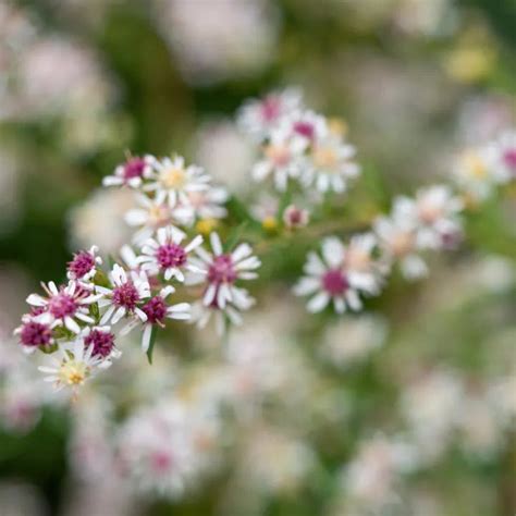 Calico Aster Plant Sets