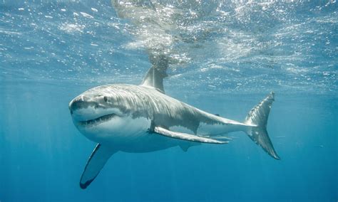 5 Ocean Animals That are Faster than Michael Phelps - Ocean Conservancy