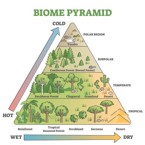 What are Biomes?