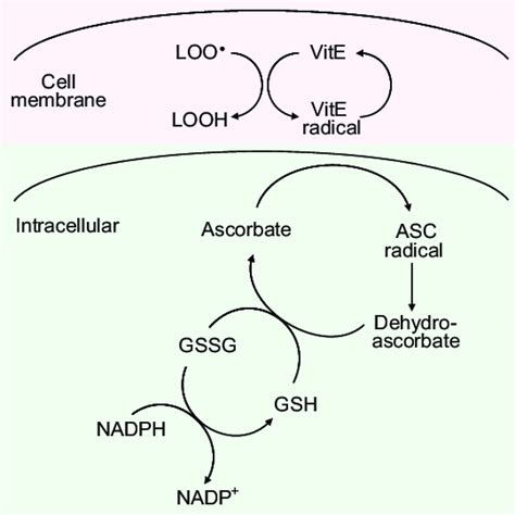 The cross-talk between lipophilic and hydrophilic antioxidants ...