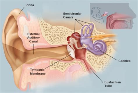 Middle Ear | Anatomy and Physiology of Ear