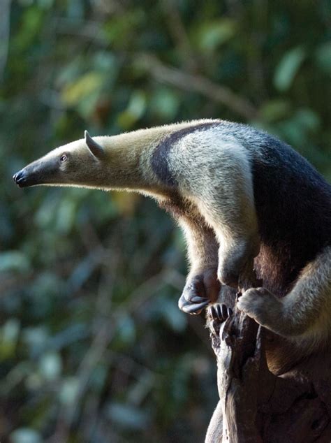 The tamandua is a nocturnal, arboreal anteater - Revue Magazine