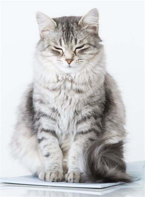 Beauty Silver Cat of Siberian Breed on a Copybook Stock Image - Image ...