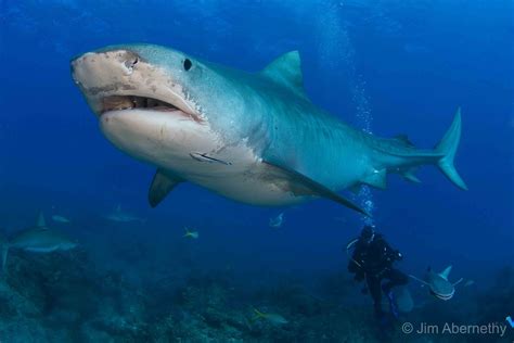 gambar ikan hiu | Indonesiadalamtulisan || Terbaru 2014