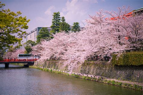 1-Day Kyoto Cherry Blossom Walking Itinerary - Travel Caffeine