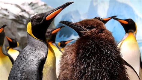 Sea World’s adorable five-month-old king penguin chick Onyx turning ...