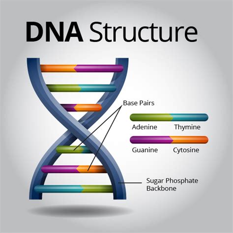 DNA Structure | Visual.ly