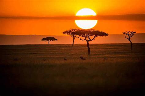 Top 8 Reasons Why You Should Go On A Masai Mara Safari Tour – African ...