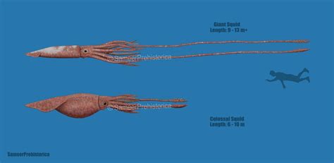 Giant Squid and Colossal Squid Size by SameerPrehistorica on DeviantArt