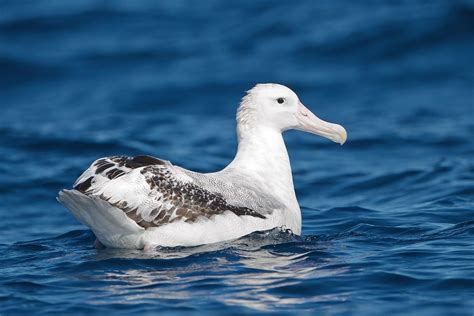 Snowy albatross - Wikipedia