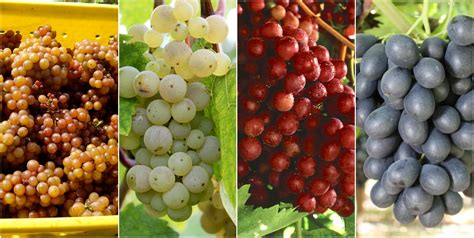 15 Types Of Grapes To Know, Eat And Drink - Food Republic