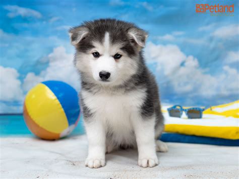 Huskimo Breeders