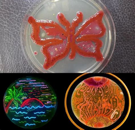 Microbes in Art: Agar Art Competition • Microbe Online