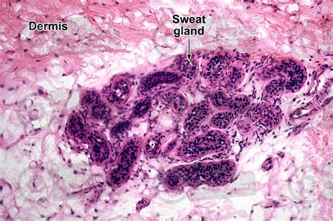 Man. Sweat gland. Vertical section. 250X - Sweat gland - Mammals ...