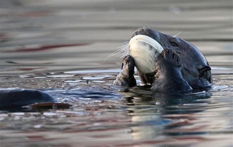 Sea Otter eating giant clam image - Free stock photo - Public Domain ...