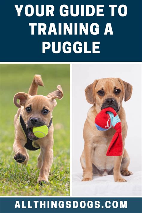 Puggle Training | Puggle, Pug beagle, Dogs