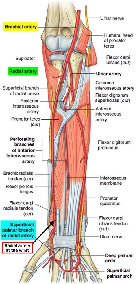 Radial Artery - Location in the Arm for Radial Artery Catheterization