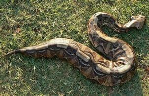 Gaboon Viper, Africa's Deadly and Beautiful viper - Snake Facts