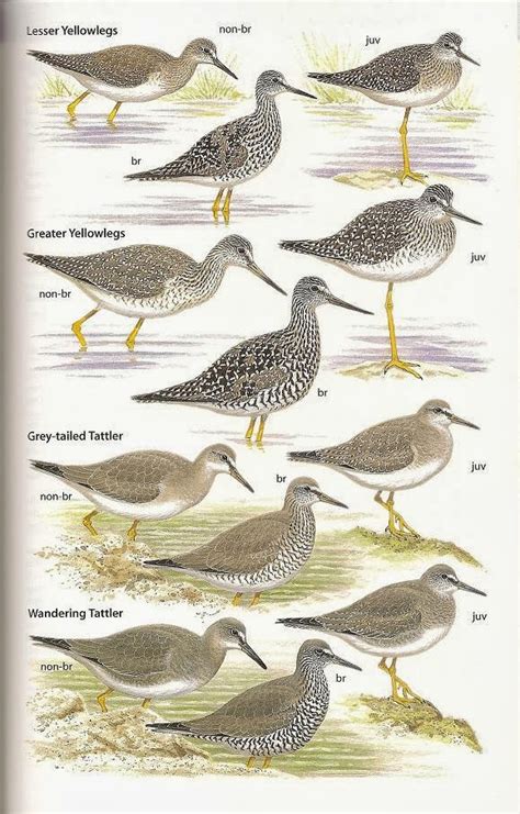 Shorebirds & Waders - Avian Review