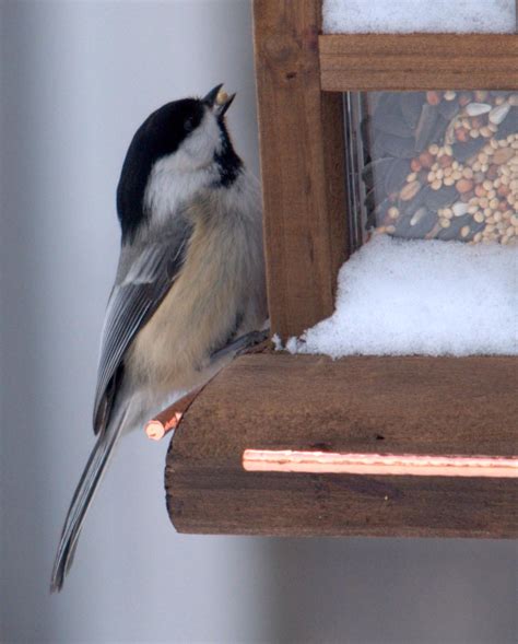 Constructing Chickadee Bird House Made Easy | Birdcage Design Ideas