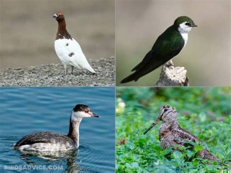 20 Different Types Of Bird Migration | Birds Advice