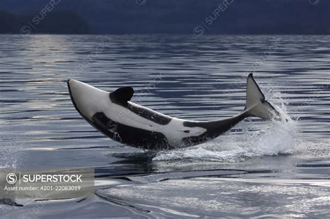 Orca (Orcinus orca) calf breaching, Prince William Sound, Alaska ...