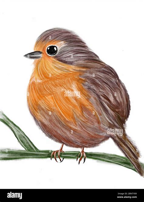 Robin bird drawing drawing hi-res stock photography and images - Alamy