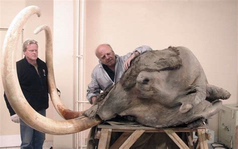 This is the head of a Woolly Mammoth that was preserved for 22,500 ...